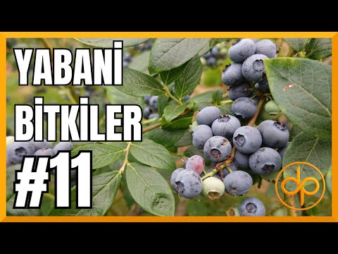 YABANİ BİTKİLER | Bölüm-11: (Dağ Çileği, Frenk Üzümü, Kuşburnu, Yaban Mersini) thumbnail
