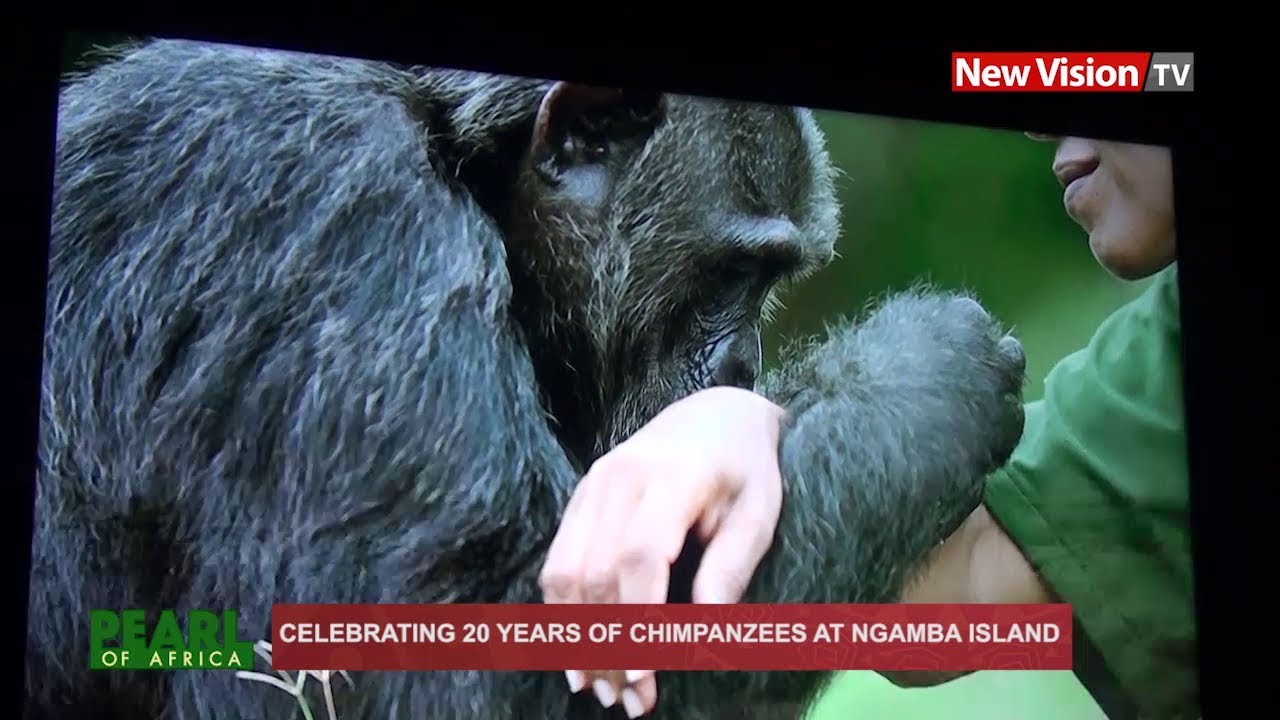 Celebrating 20 years of Chimpanzees at Ngamba island