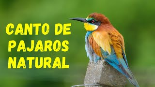 🐦🎧CANTO de PAJAROS para DORMIR | Sonidos de la Naturaleza | [Para MEDITAR y RELAJARSE]