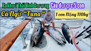 Câu được 5 con cá Ngừ{Tuna Bluefin}1 con nặng 110kg(tìm hiểu cách câu cá Tuna bằng diều)