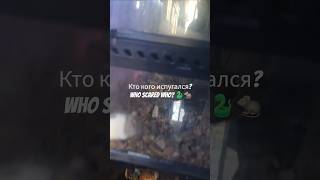 Внимание!!!!!🐍🐀Warning!!!
