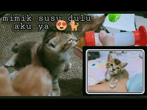 Video: Bisakah Anak Kucing Minum Susu?