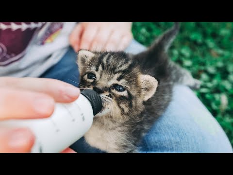 the-hardest-part-about-raising-abandoned-kittens.