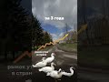 Продажа Птицефабрки