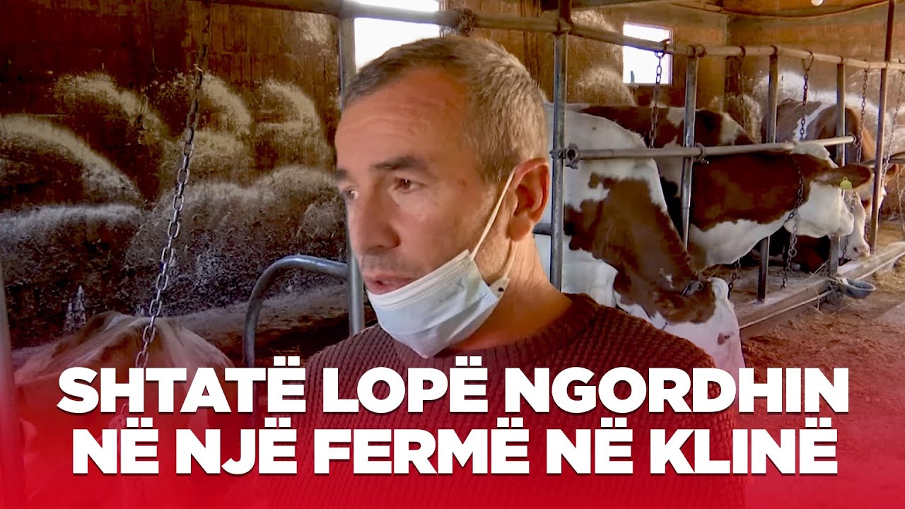 Shtatë lopë të importuara nga Franca ngordhin në një fermë në Klinë
