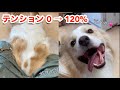 注射されないとわかった瞬間の犬の表情が変わりすぎな件。#shorts