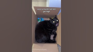 Cat vs catnip #cat #catsoftiktok #funny #pets #funnyvideo #foryou #funnyanimals
