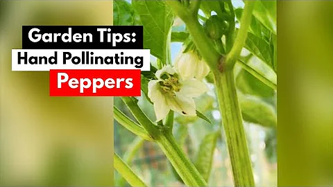 Hand Pollinating Peppers || Garden Vlog