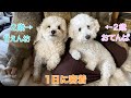 愛犬達の１日に密着してみたら可愛すぎた【トイプードル】