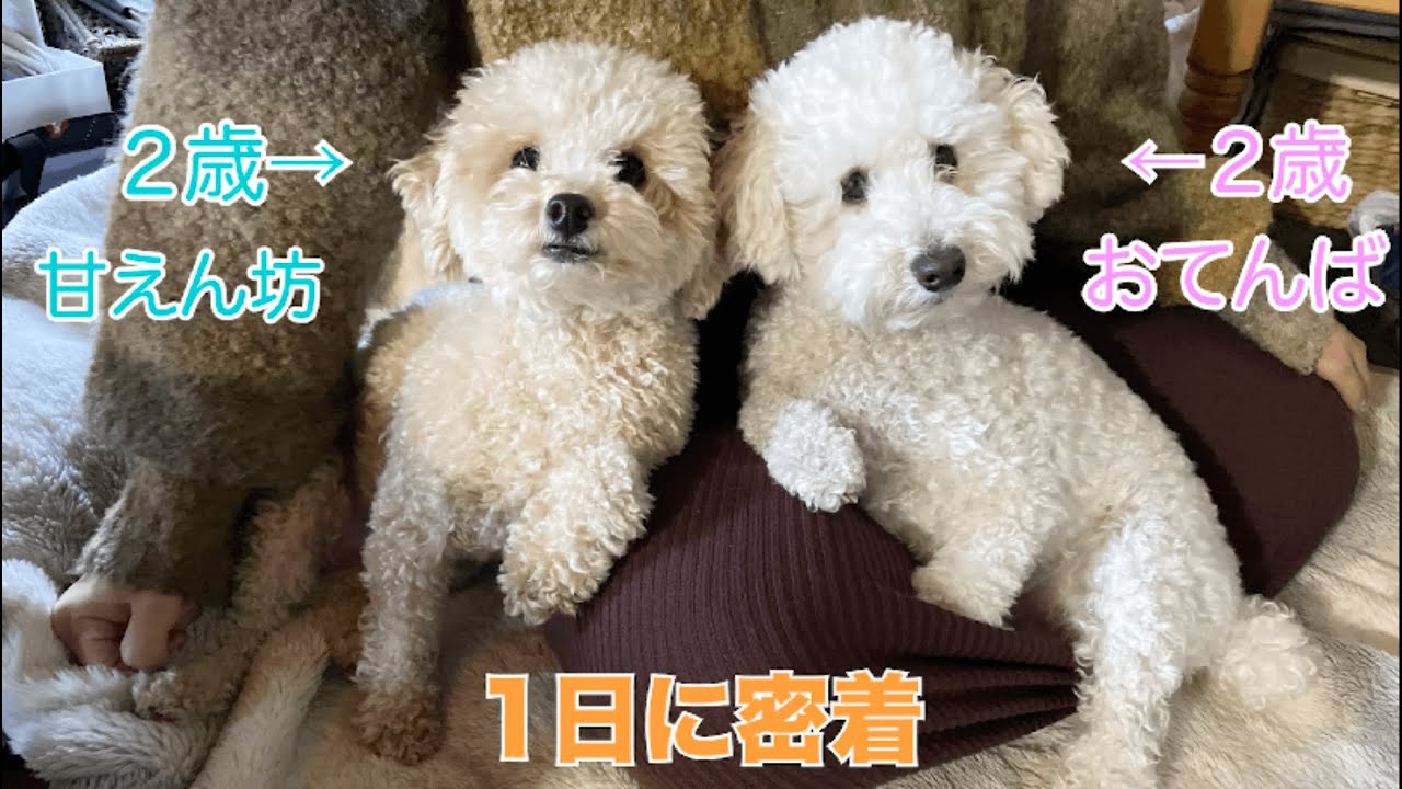 愛犬達の1日に密着してみたら可愛すぎた【トイプードル】 - YouTube