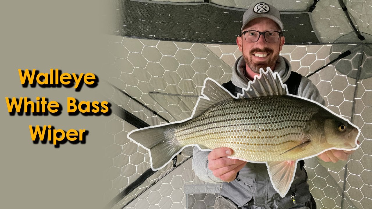 Ice Fishing Iowa  Mixed Bag of Walleye, Hybrid Wiper, and White Bass 