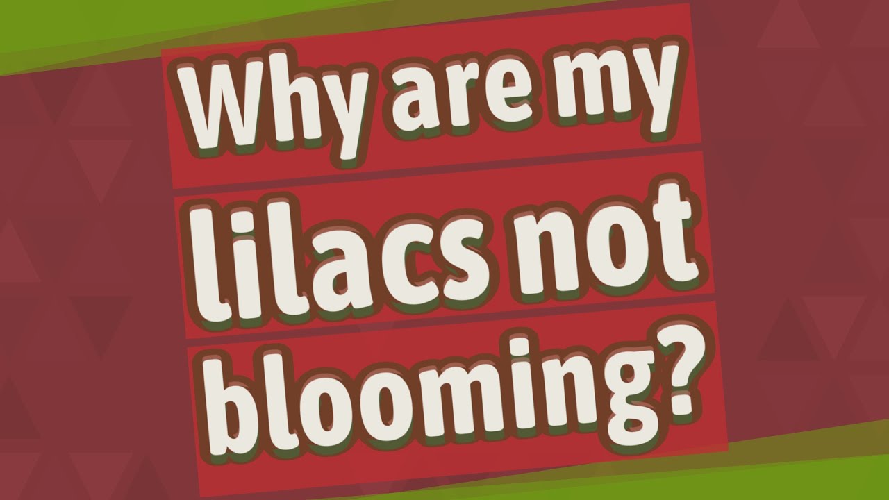 Why are my lilacs not blooming? YouTube