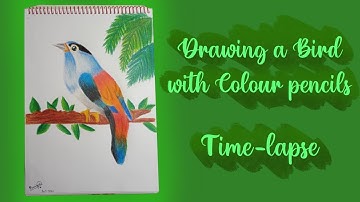 Drawing a bird with Colour pencils  Time lapse video