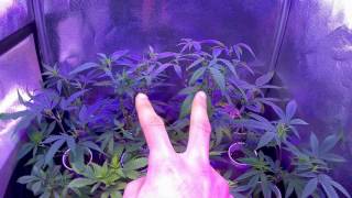 AMVgrows Music Tst01 Veg combine with other vids when done