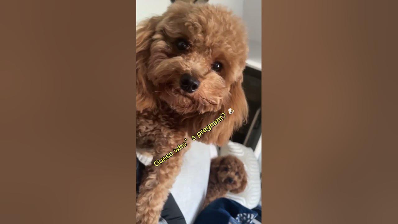 The Secret Life of a Pregnant Toy Poodle 🐩 dogs poodle shorts YouTube