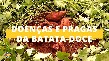 Para que serve unha Santa?