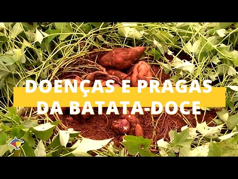 Vídeo: Doenças E Pragas Da Batata