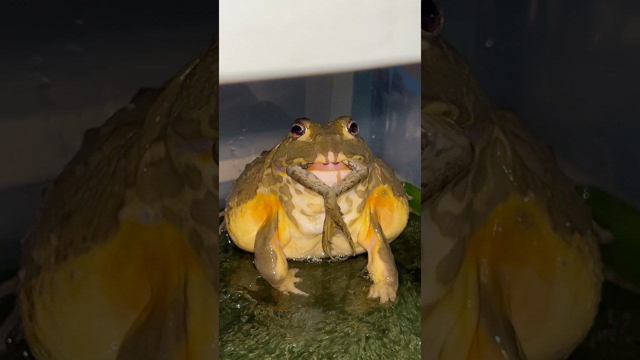 BULLFROG RAKUS 🐸🔥 