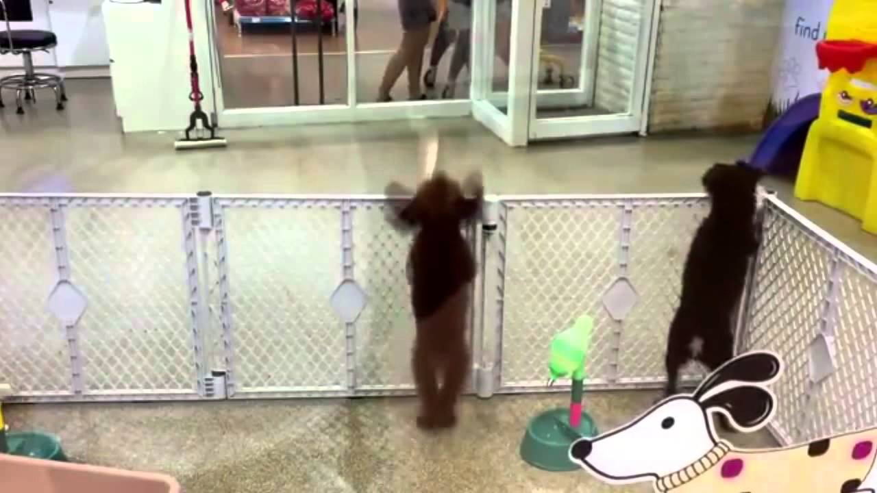 癒し動画 これは悶絶レベル ノリノリでサルサを踊る犬がキュートすぎる ロケットニュース24