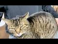 凶暴猫と飼い主のリアルなプライベート映像...