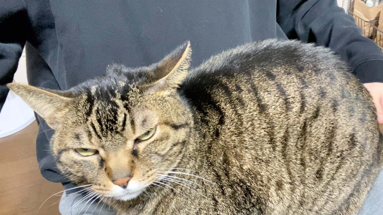 Real-life private footage of a ferocious cat and its owner