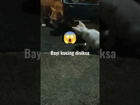 VIDEO PENYIKSAAN KUCING ‼️😱🤒😿🔥#shorts #cat #kucing #short