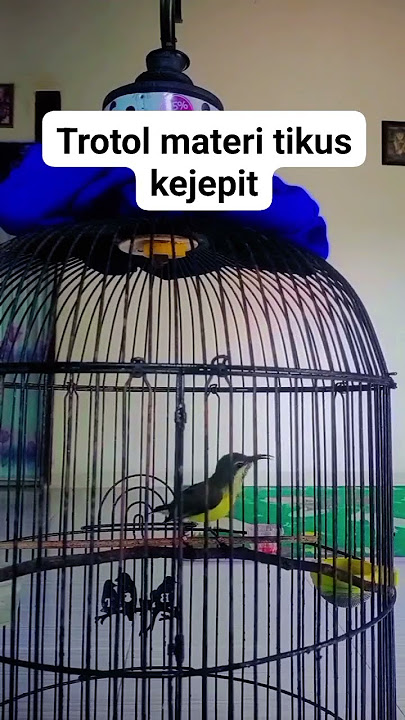 SOGON materi kapas tembak lb#sogon #materi #kapastembak #lb #folome #semuaorag