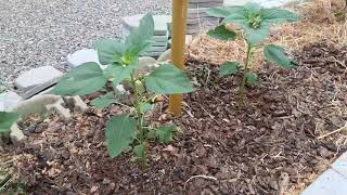 sunflowers and tomatoes (again but older) 10/21/20