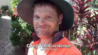 How to TRANSPLANT A SMALL TREE