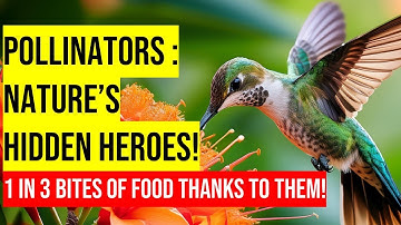 The Essential Role of Pollinators in Nature: Bees, Butterflies, Birds, and More