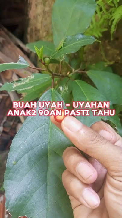 Anak-anak 90an pasti tahu tanaman ini namanya uyah uyahan banyak dijumpai secara liar ditepi sungai