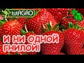 КАК СБОР КЛУБНИКИ - ТАК ДОЖДЬ! ЧТО СДЕЛАТЬ, ЧТОБЫ ЗЕМЛЯНИКА НЕ ГНИЛА! ОБРАБОТКА ПРОТИВ СЕРОЙ ГНИЛИ