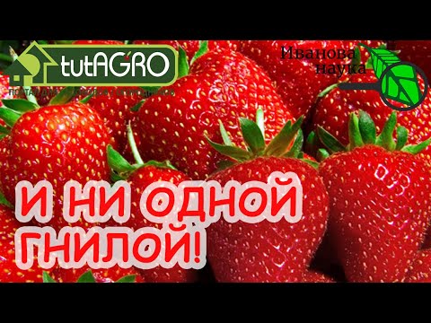 Как сбор клубники - так дождь! Что сделать, чтобы земляника не гнила! Обработка против серой гнили