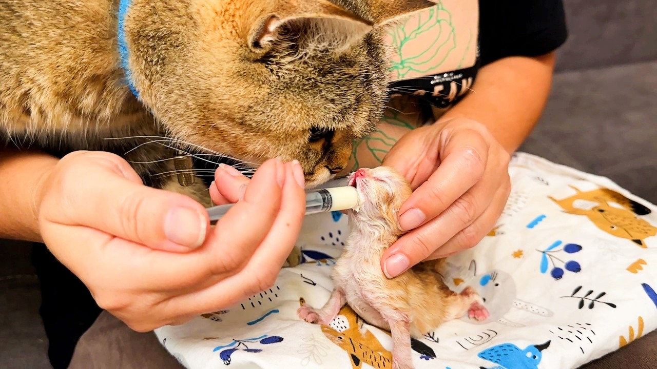 Кормление 3-х дневного котенка, брошенного после рождения. Забота и надежда.