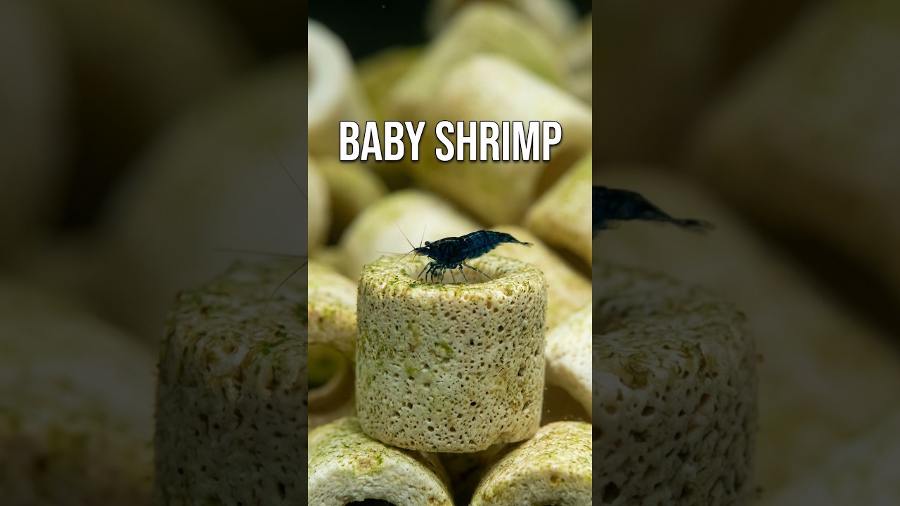 Baby Blue Dream Shrimp Everywhere in My Tank