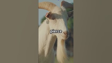 Goat Horns Can Grow So Long They Pierce Their Own Eye! 😱🐐