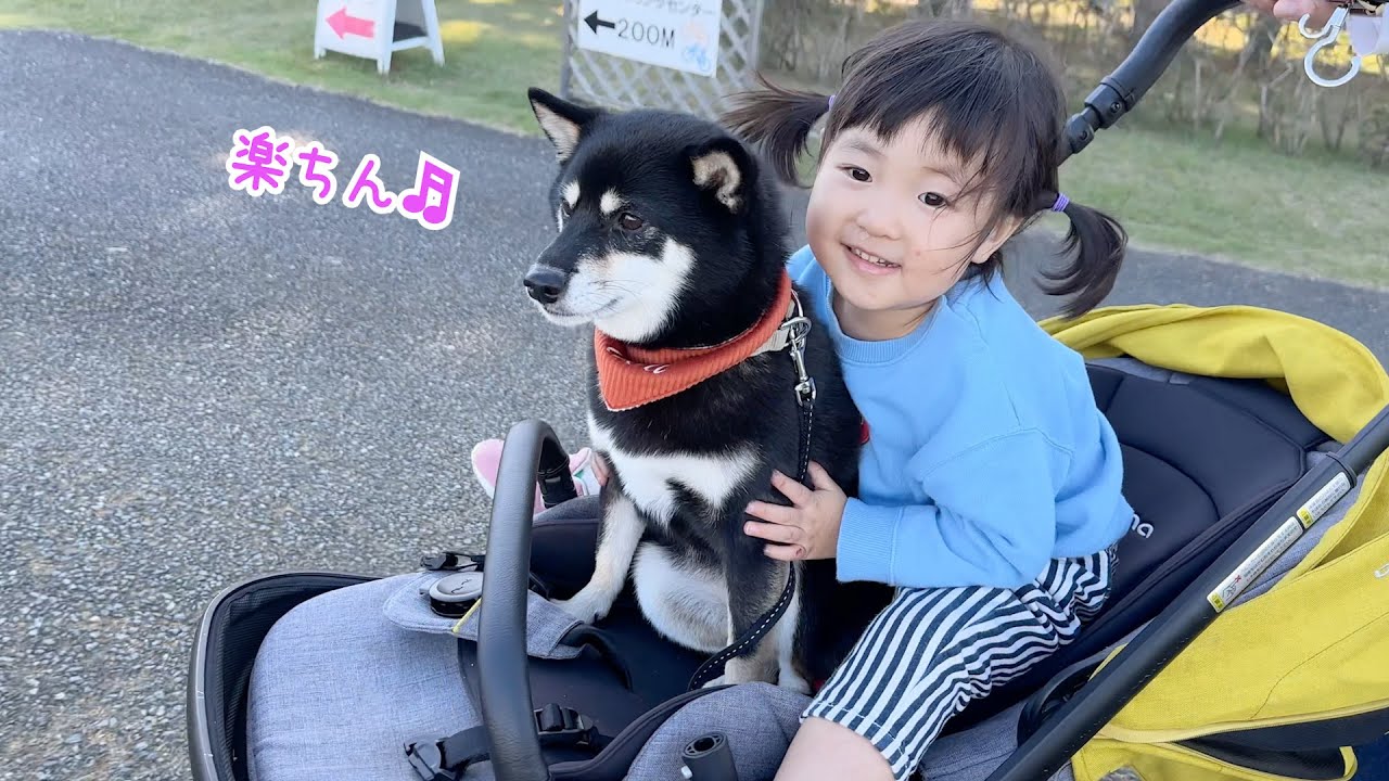 歩く事を諦めた柴犬はこうなります...