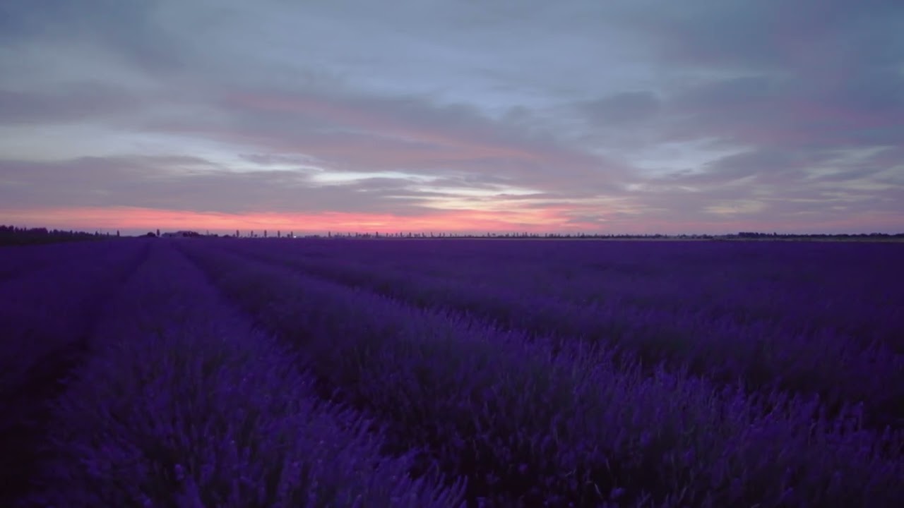 Purple Flowers Field | 4K Video | Nature Non Copyright | Royalty Free Video | Non Copyright Video