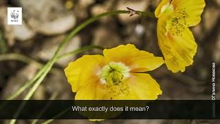 Download Lagu Pirin National Park I Episode 1 MP3 Download Lagu Pirin National Park I Episode 1 MP3