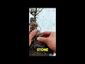 🌱 Years of Growth Revealed! Amazing Bonsai Root Work #plantgrowth #homegarden #organicgardening 