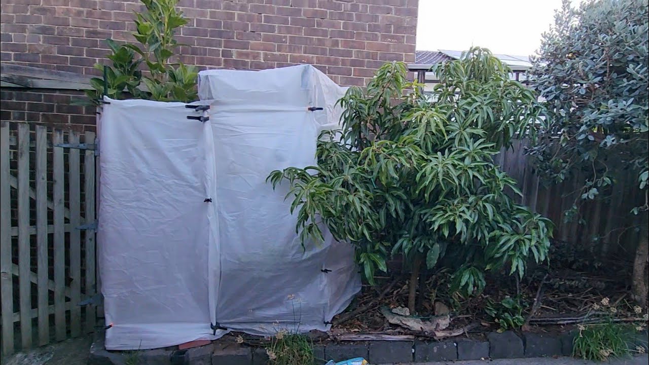 The Battle Continues! Saving My Tropical Garden from Melbourne Winter (Papaya, Wax Jambu, Jackfruit)