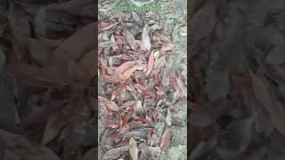 Nursery Plantation Organization Change