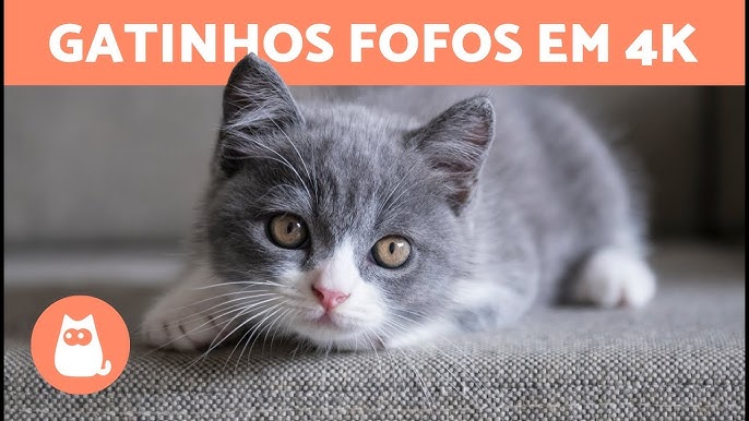 Top VÍDEOS DE GATINHOS ENGRAÇADOS - Alerta fofura extrema! 