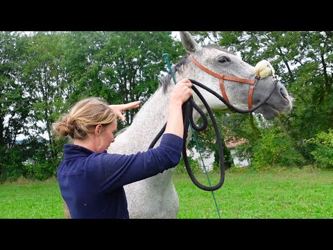Wie man ein aufgeregtes Pferd beruhigt