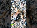 This bee loves the earth so much.