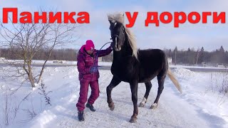 картинка: Лошадь. Паника на дороге.