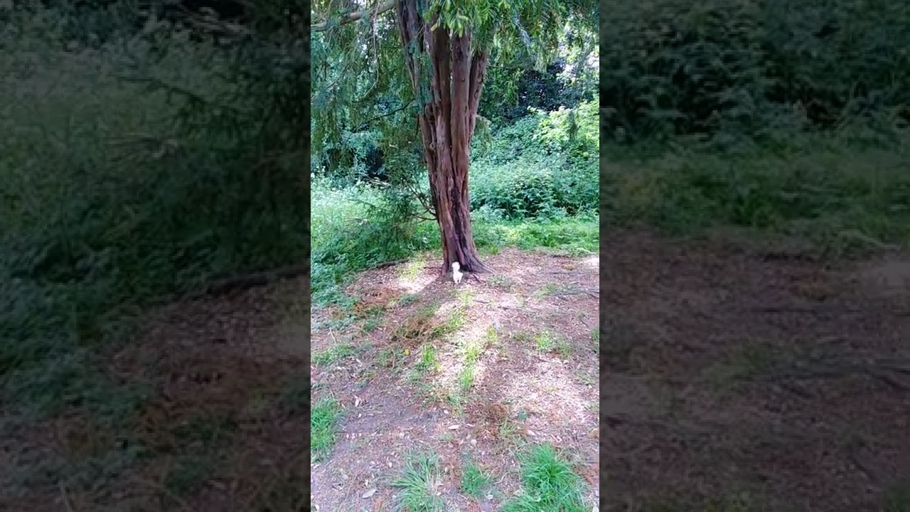 Albino Squirrel couldn't find my peanut and that was Grey Squirrel's fault 🐿️😡😁