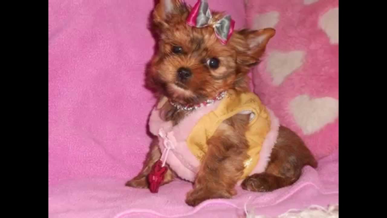 ocean pearl yorkshire terrier