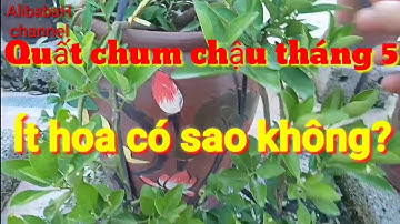 Nguyên nhân quất cảnh chum, quất chậu ít hoa, cách khắc phục quất ít hoa, chăm sóc cây quất chậu
