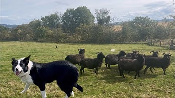 Border collie sheepdog in action, herding commands explained 
